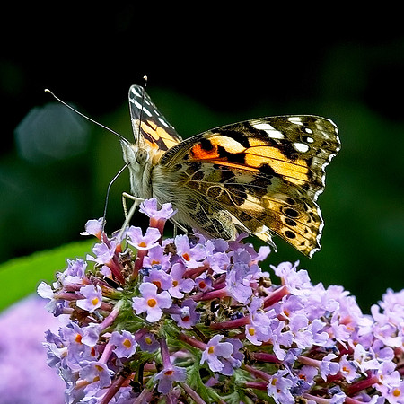 Butterfly bush with Painted Lady