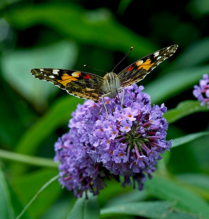 Butterfly bush with Painted Lady