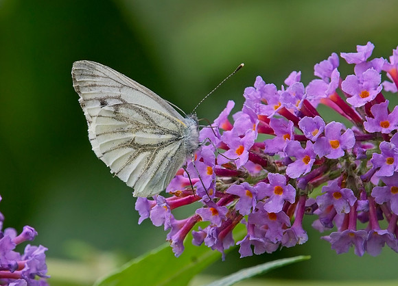 Butterfly Bush with Large White Butterfly