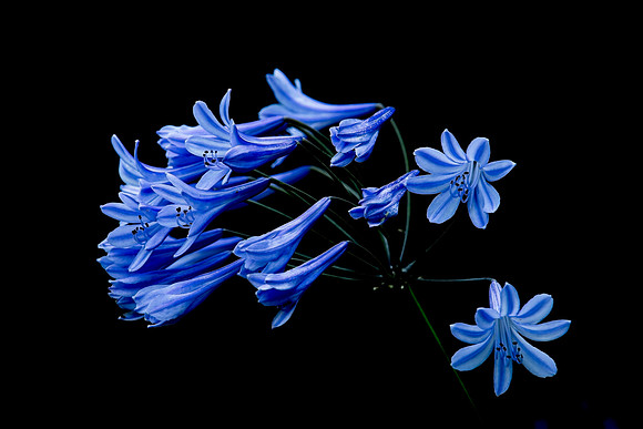 Agapanthus