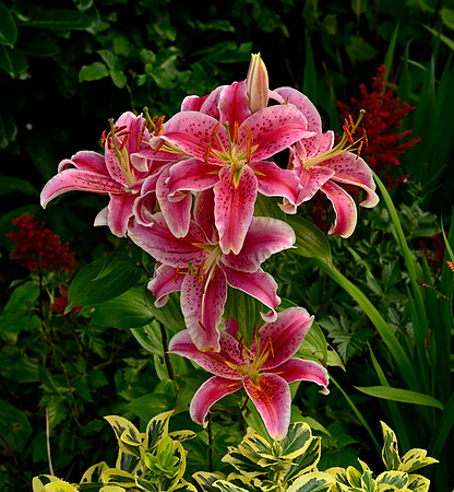 Stargazer Lily