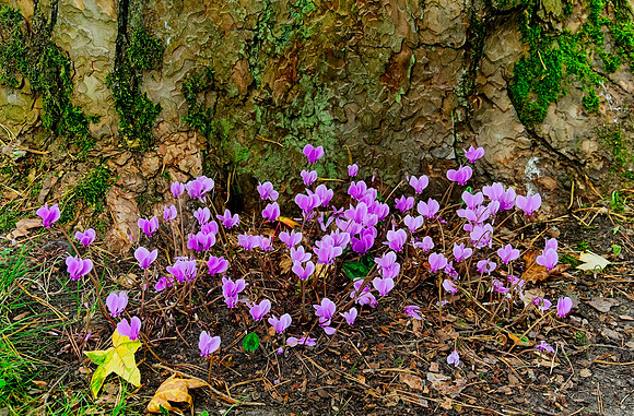 Cyclamen, Water Garden Longstock 0082
