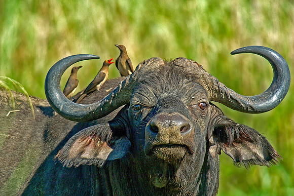 Buffalo with Oxpeckers