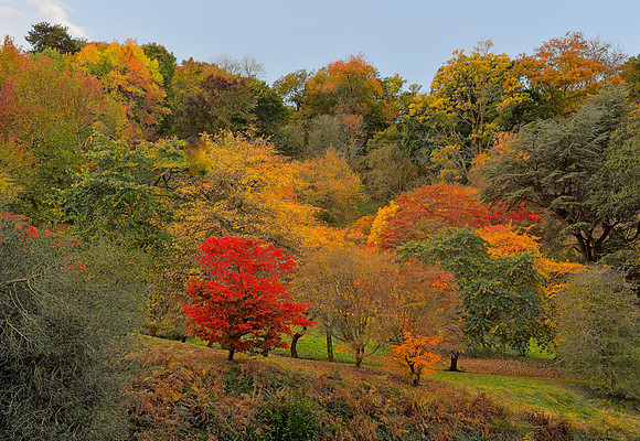 20211101 Winkworth Arboretum.0173 1