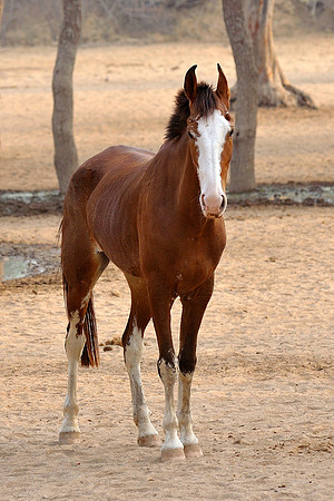 81 Km Endurance Event Stables