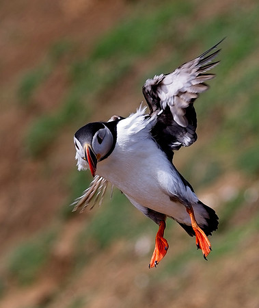 20220504 Skomer.0511-Resize
