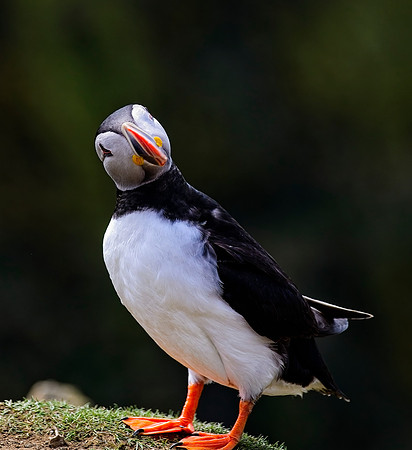 20220504 Skomer.0611-Resize