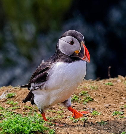 20220504 Skomer.0630-Resize