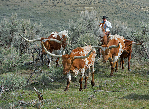 horse-ranch-sombrero-426