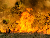 Bush fire