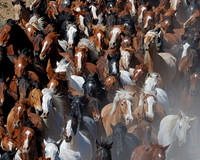 The Great American Horse Drive