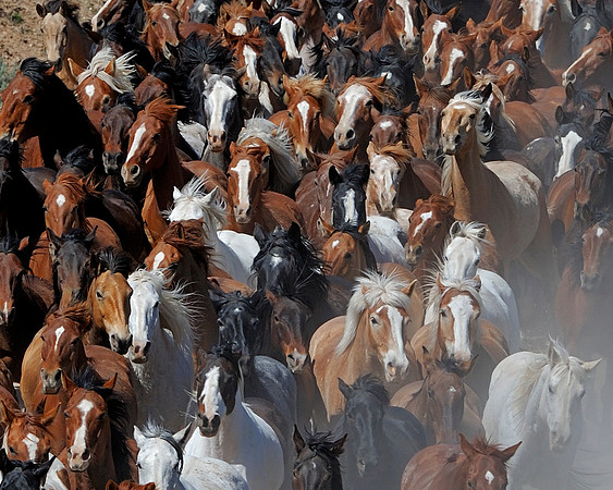 The Great American Horse Drive