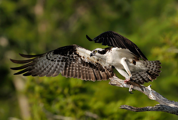 Osprey with Fish