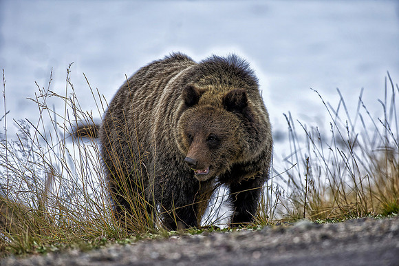 Brown Bear in the Snow