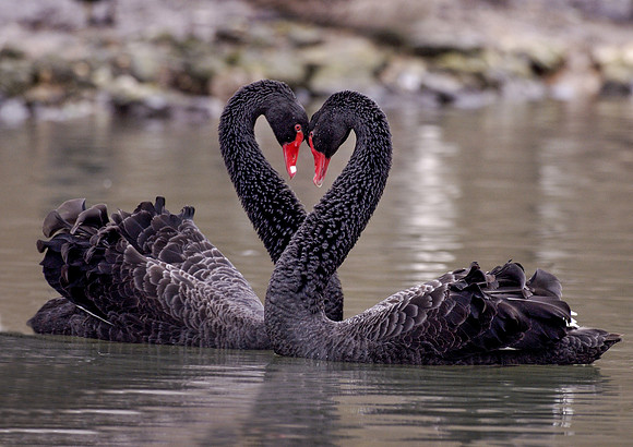 Black Swans