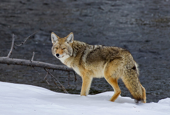 Coyote