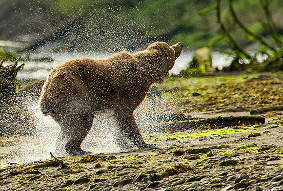 Alaska_3446