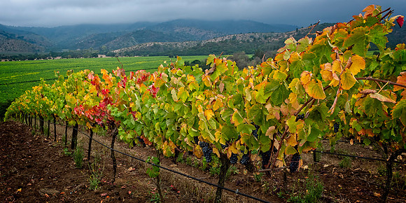 Vina.matetic.097 copy