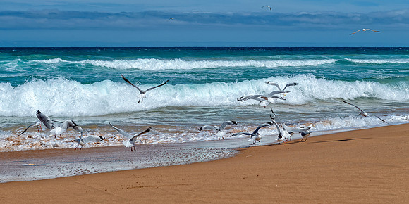 Surfers Middleton.23.3.19.1487 R1