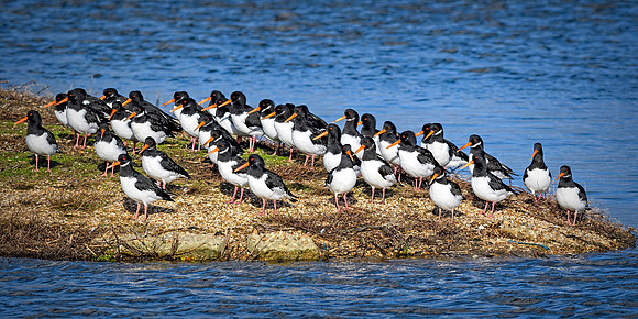 Oystercatchers