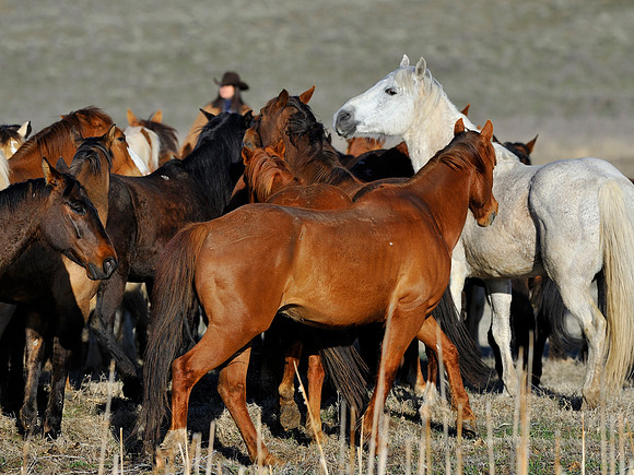 horse-ranch-sombrero-004