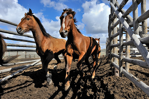 horse-ranch-sombrero-043