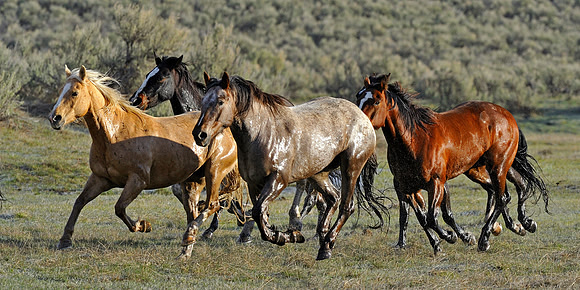horse-ranch-sombrero-082