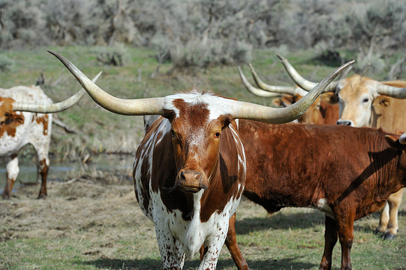 horse-ranch-sombrero-091
