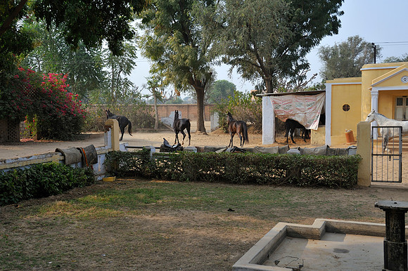 81 Km Endurance Event Stables