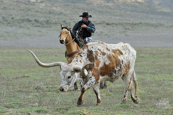 horse-ranch-sombrero-110