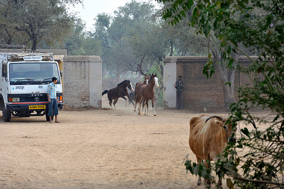 81 Km Endurance Event Stables