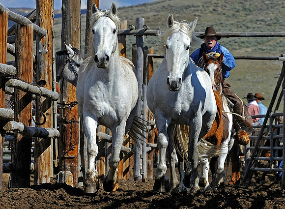horse-ranch-sombrero-038