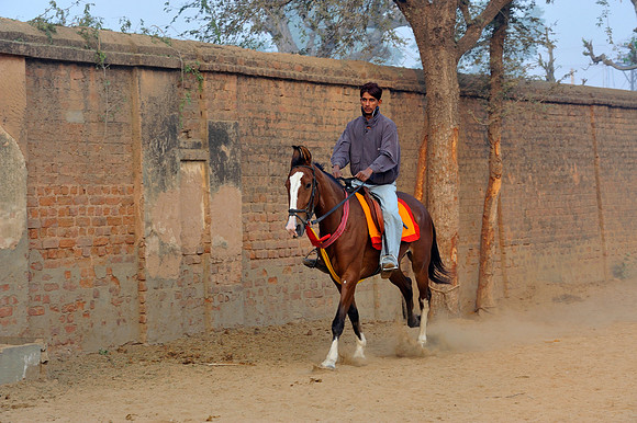 81 Km Endurance Event Stables
