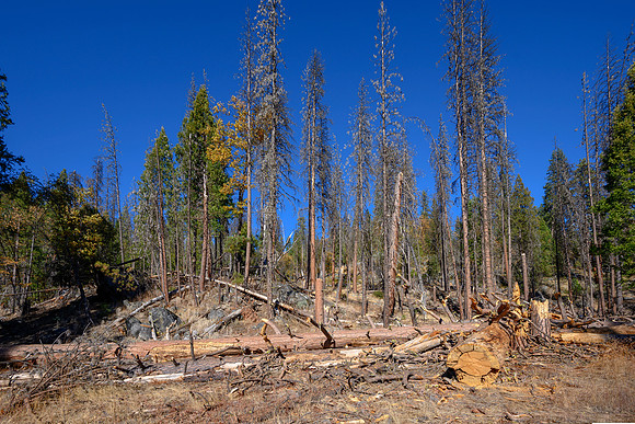 Fallen trees off Wagon Road, Wawona