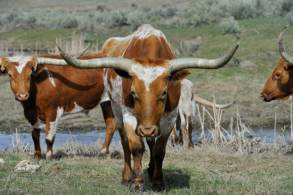 horse-ranch-sombrero-092