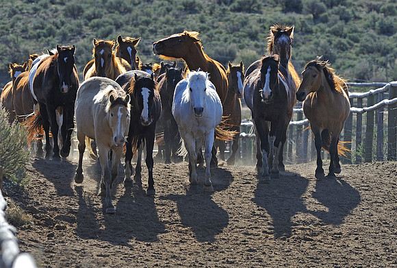horse-ranch-sombrero-030
