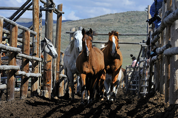 horse-ranch-sombrero-037