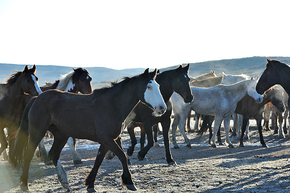 horse-ranch-sombrero-003