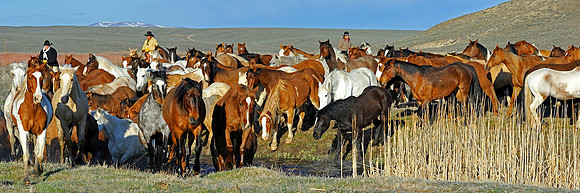 horse-ranch-sombrero-005