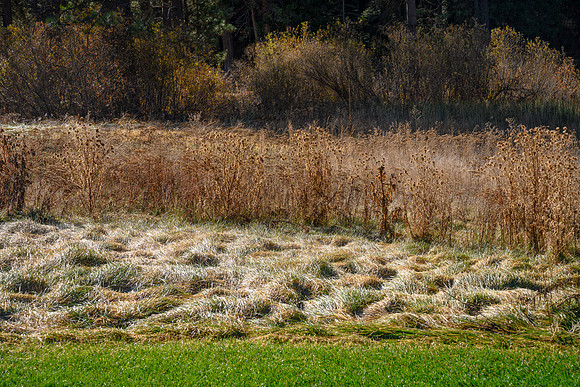 Meadow view, Wawona