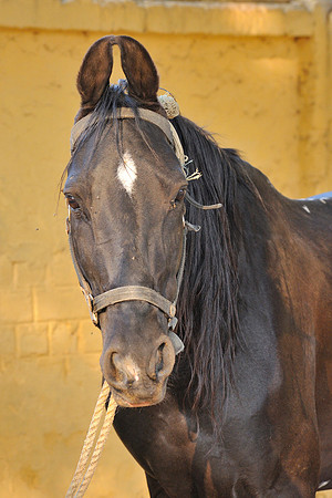 81 Km Endurance Event Stables