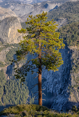 Lone tree at Washburn Point