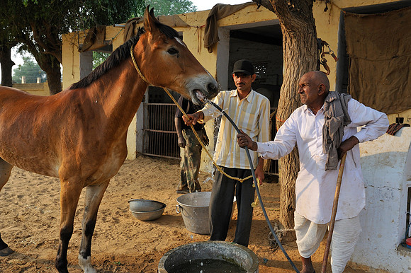 81 Km Endurance Event Stables