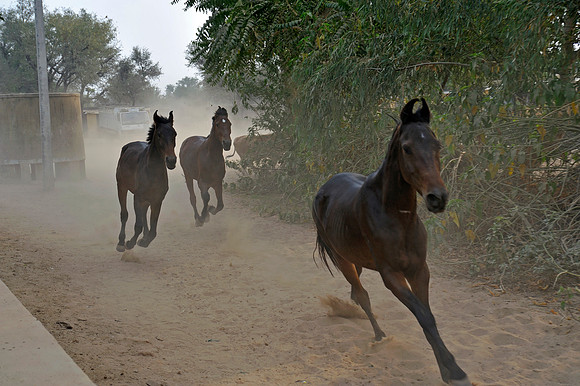 81 Km Endurance Event Stables