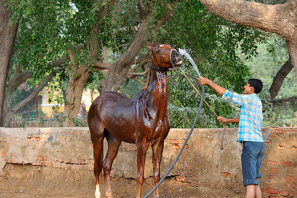 81 Km Endurance Event Stables