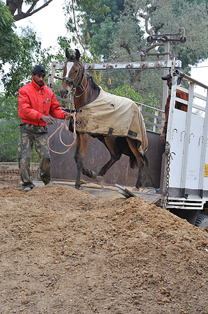 81 Km Endurance Event Stables