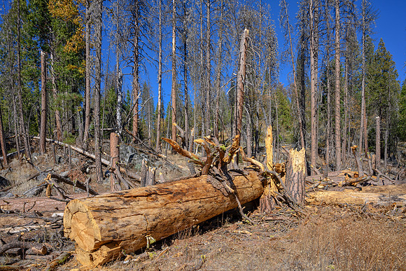 Fallen tree off Wagon Road, Wawoma