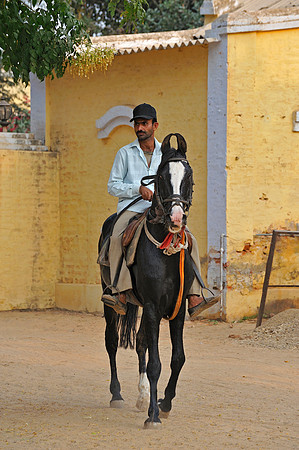81 Km Endurance Event Stables