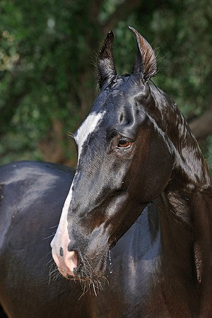 81 Km Endurance Event Stables