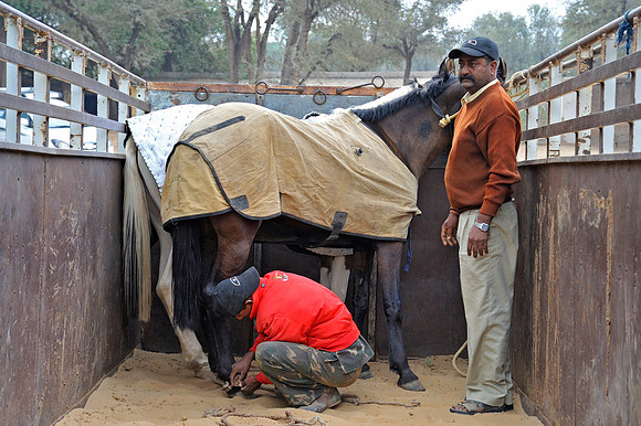 81 Km Endurance Event Stables